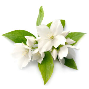 Jasmine essential oil 10ml