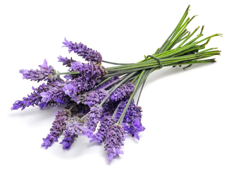 Lavender essential oil 10ml