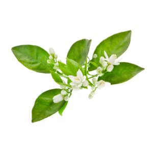 Neroli essential oil 10ml