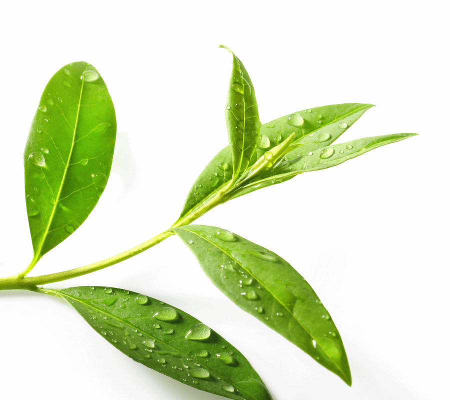Tea tree essential oil 10ml