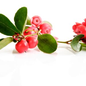 Wintergreen essential oil 10ml