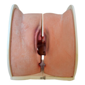 Alternative view of Female Contraceptive Trainer