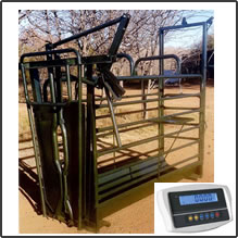 Cattle livestock scale - Crate with Gate & Neck clamp