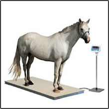 STS Horse scale